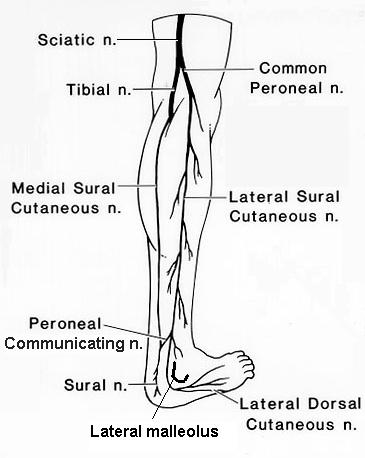 Sural Nerve Anatomy